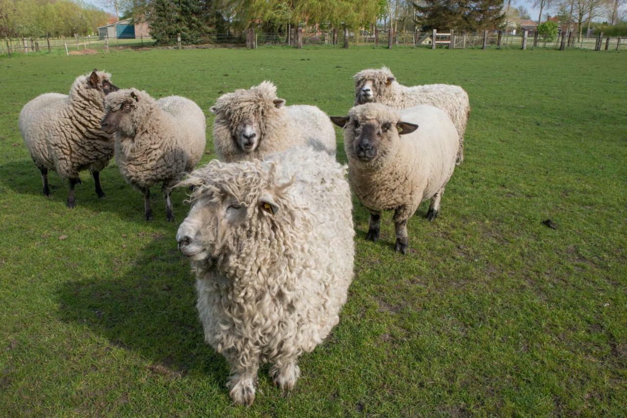 הוילה Boeren Biezen Bed Landelijk מראה חיצוני תמונה