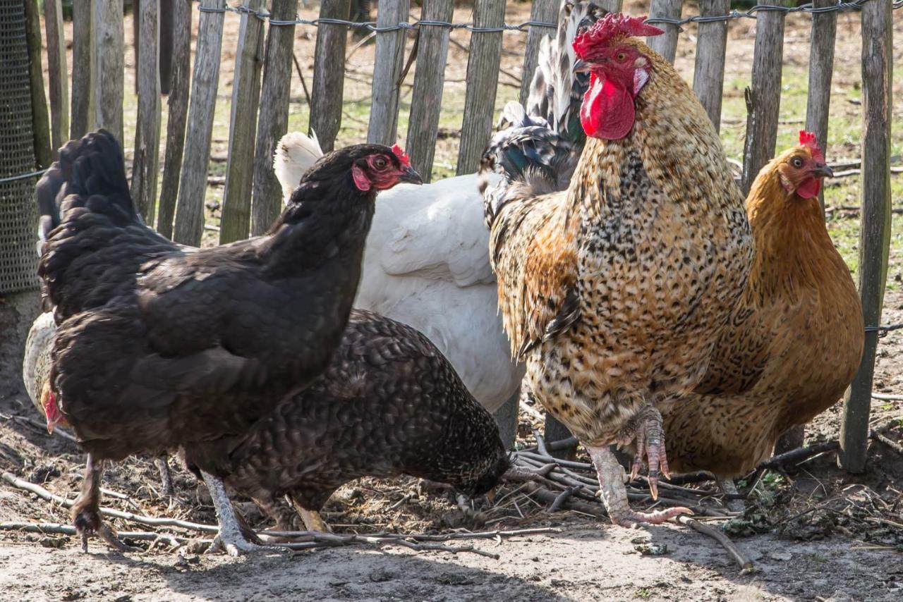 הוילה Boeren Biezen Bed Landelijk מראה חיצוני תמונה